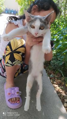 Котята домашние, отдадим в добрые руки