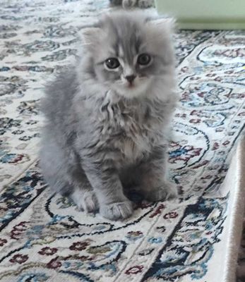Котята скотиш фолд страйт
