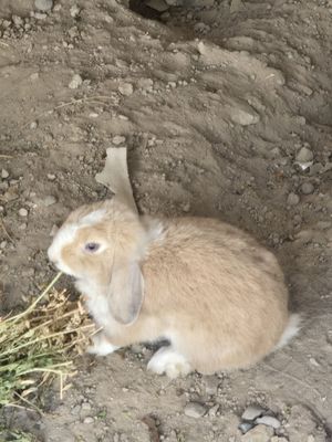 Куёнлар сотилади