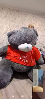 Teddy ayiq holati yangi
