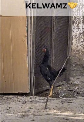 Dakan Joja horoz va Makiyoncha sotiladi ikalasiyam toza kareysla sotla