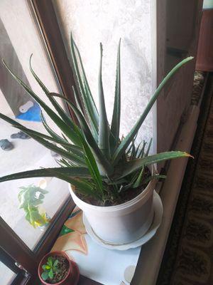 aloe guli