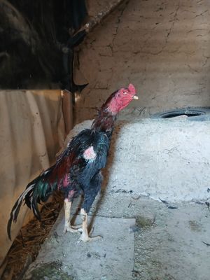 Dakan xoroz sotiladi