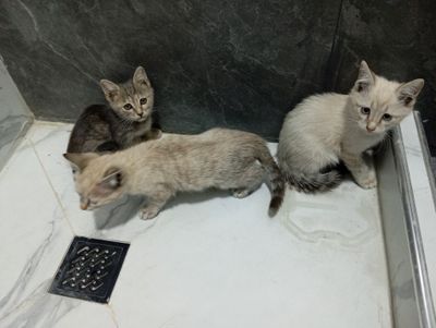 Котята трёх месячные мать веслоухая отец неизвестен бодрые умные игрив
