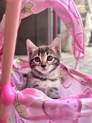 Бенгальские котятя НА СКИДКЕ