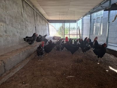 Хуроз товук сотилади