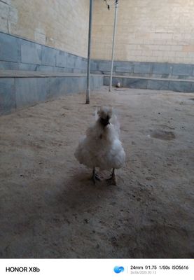 1 ta Sholk bilan yaponi dan chiqqan