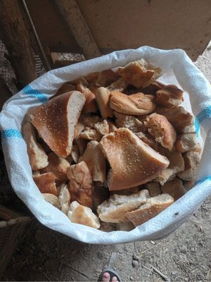 Котган нон сотилади