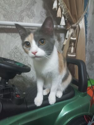 Отдам в хорошие руки