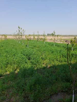 Продажа нового дома в Чиназе