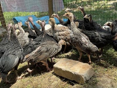 Kurka jujalari bir yarim oylik