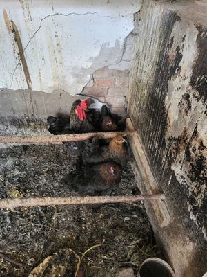 Кора товуклар сотилади