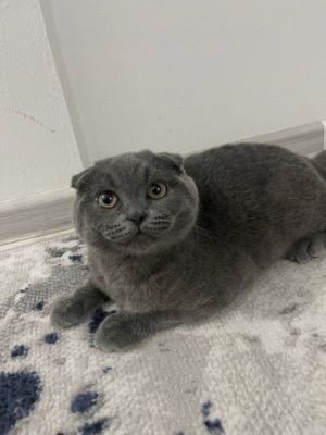 Продаётся кошка Скоттиш фолд