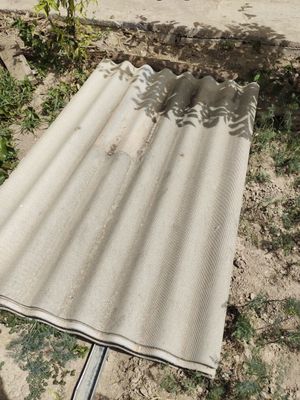 Tomdan yechilga qirĝiz shipri bor 100 donaga yaqin