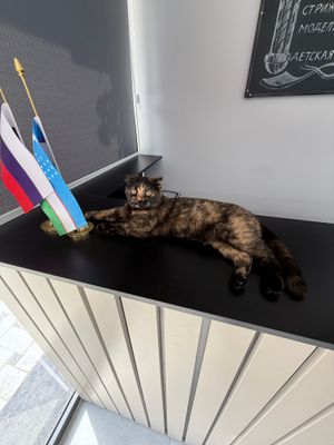 Трехцветный скоттиш Фолд. Для вязки