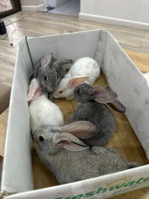 Домашние ручные кролики
