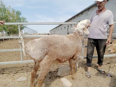 Қўчор сотилади 1.5 йошар