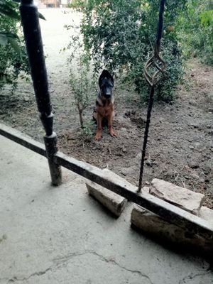 Toza qonli afcharka sotiladi nemichiski tôrt oylik