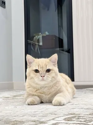 Британская шиншилла