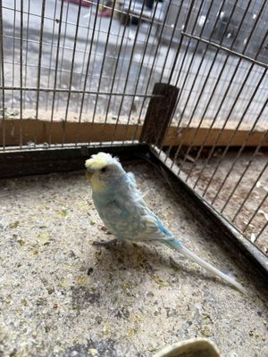 Babochka spinner toʻti sotiladi