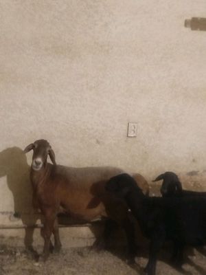 qoylar sotiladi uyda yemda boqilgan