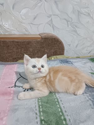 Продаётся чистокровный британский котёнок скоттиш-страйт
