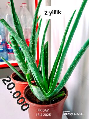 Aloe Vera gullari va barglari  sotiladi 1-15yillik