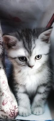 Котята скотиш страйт