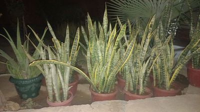 Gullar sotiladi.