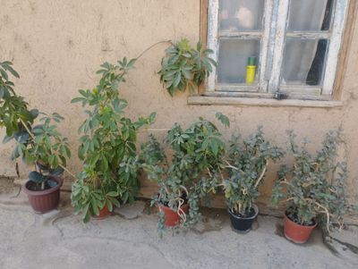 продаётся цветы здоровые