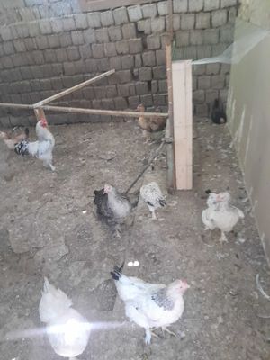 Damashniy tovuqlar sotiladi