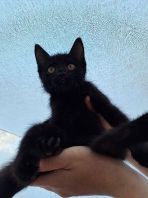 Коравой хадяга барилади