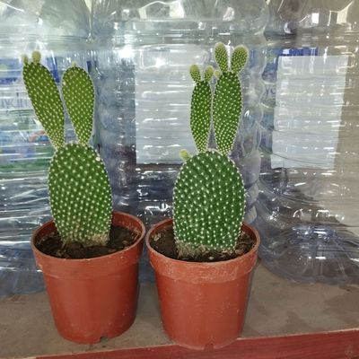 Opunsia (kaktus)