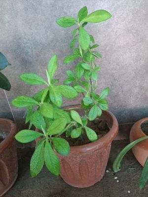 bargli gul kengayib kopayib kotta boladi