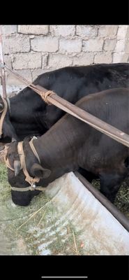 Mollar Buqalar sotiladi 21 mlndan yunsobod
