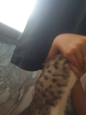 Mushuk qiz bola srochna sotiladi