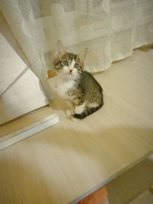 Котята девочки 1 .5 мес