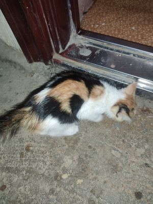 Отдам котят в хорошие руки