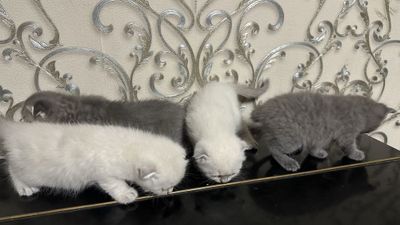 Продаются котята