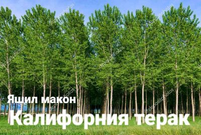 калифорняа терак