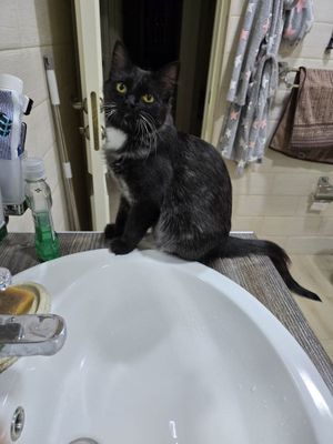 Ищу дом для кошечки