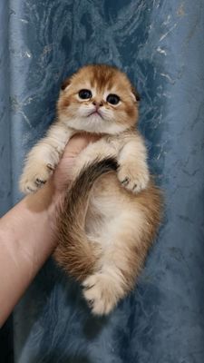 Продаётся элитный котёнок скоттиш-фолд мальчик