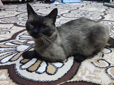 Siyamiski mushuk aqlli