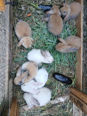 Куёон карлик баран