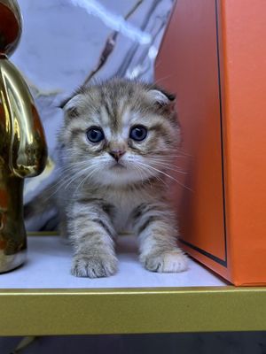Скотт фолт шинШилла 1,5 месяц