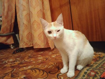 Продам кошку не дорого