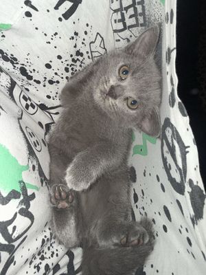 Продаются котята