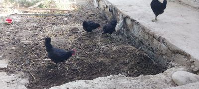 Андижон кора уй товуклари