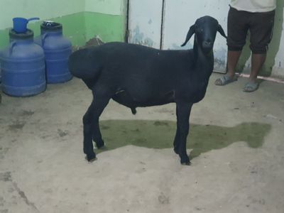 Egizni biri sifat qo'chqor sotiladi Shofirkonda