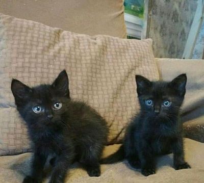 Котята домашние/Uy mushukchalar